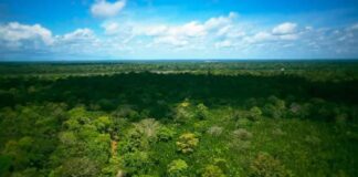 DJI drones are used to keep an eye on the health of the Amazon rainforest