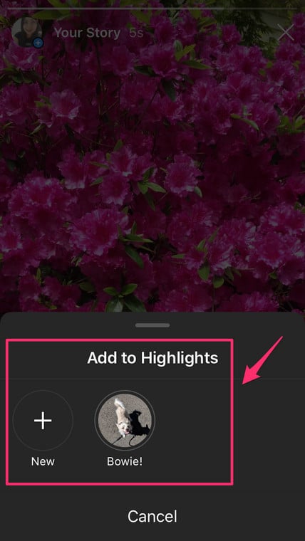 Publish Suggested Highlight Instagram Profile