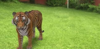 Put Tiger Bedroom Google 3D Animals