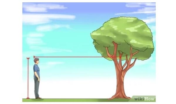 Tree Height Measurement