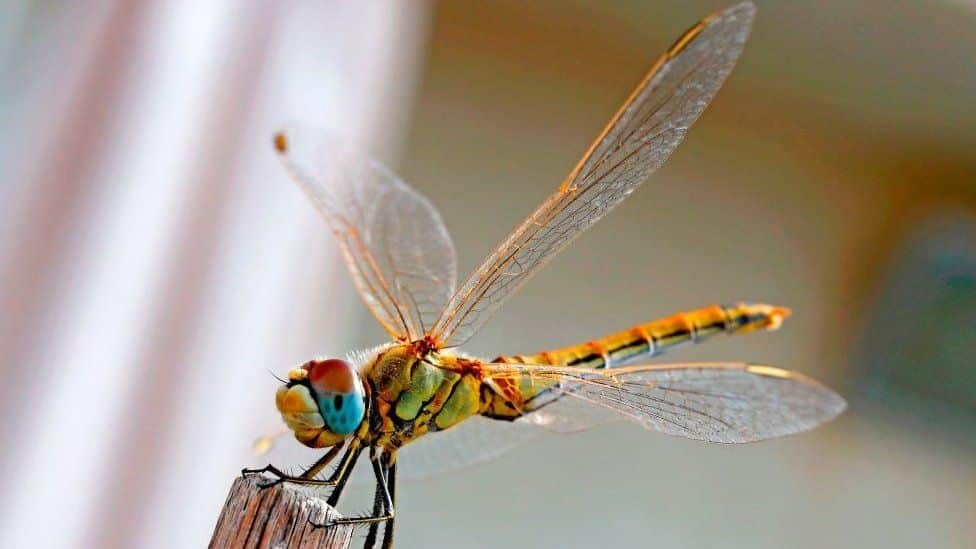 dragonfly